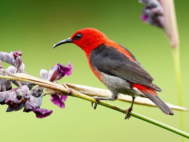 Cui-Cui Sulawesi, Burung Endemik yang Kian Terancam Punah di Tanah Celebes
