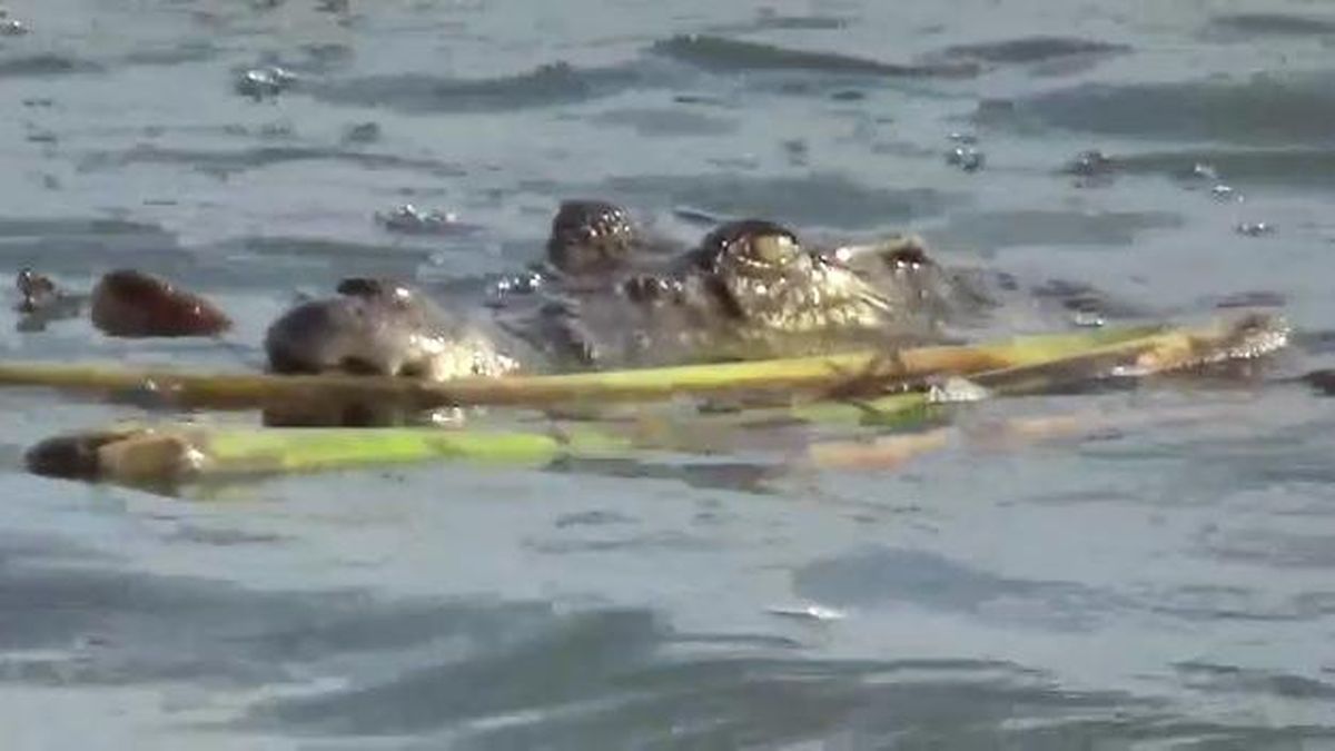 Bocah 10 Tahun di Berau Tewas Diterkam Buaya Saat Berenang di Sungai