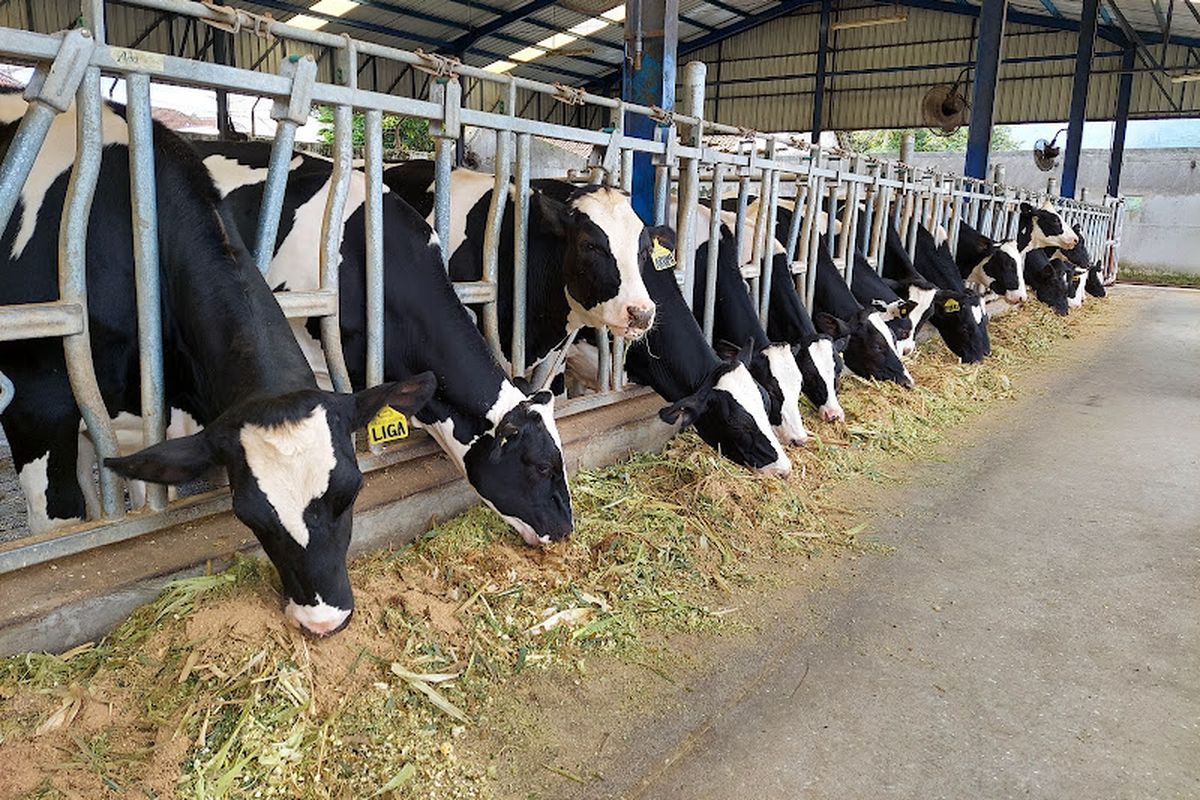 Kementan Ungkap, Realisasi Impor Sapi Perah Baru 9.700 Ekor